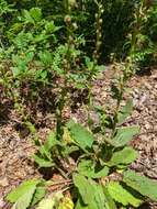 Image of Verbascum spectabile Bieb.