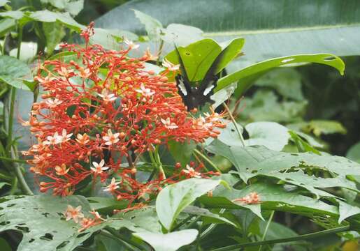 Слика од Clerodendrum paniculatum L.