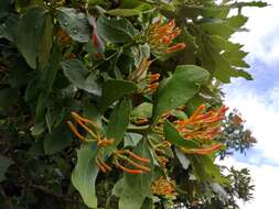 Image of Psittacanthus calyculatus (DC.) G. Don