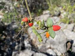 Image of Corallocarpus bainesii (Hook. fil.) A. Meeuse