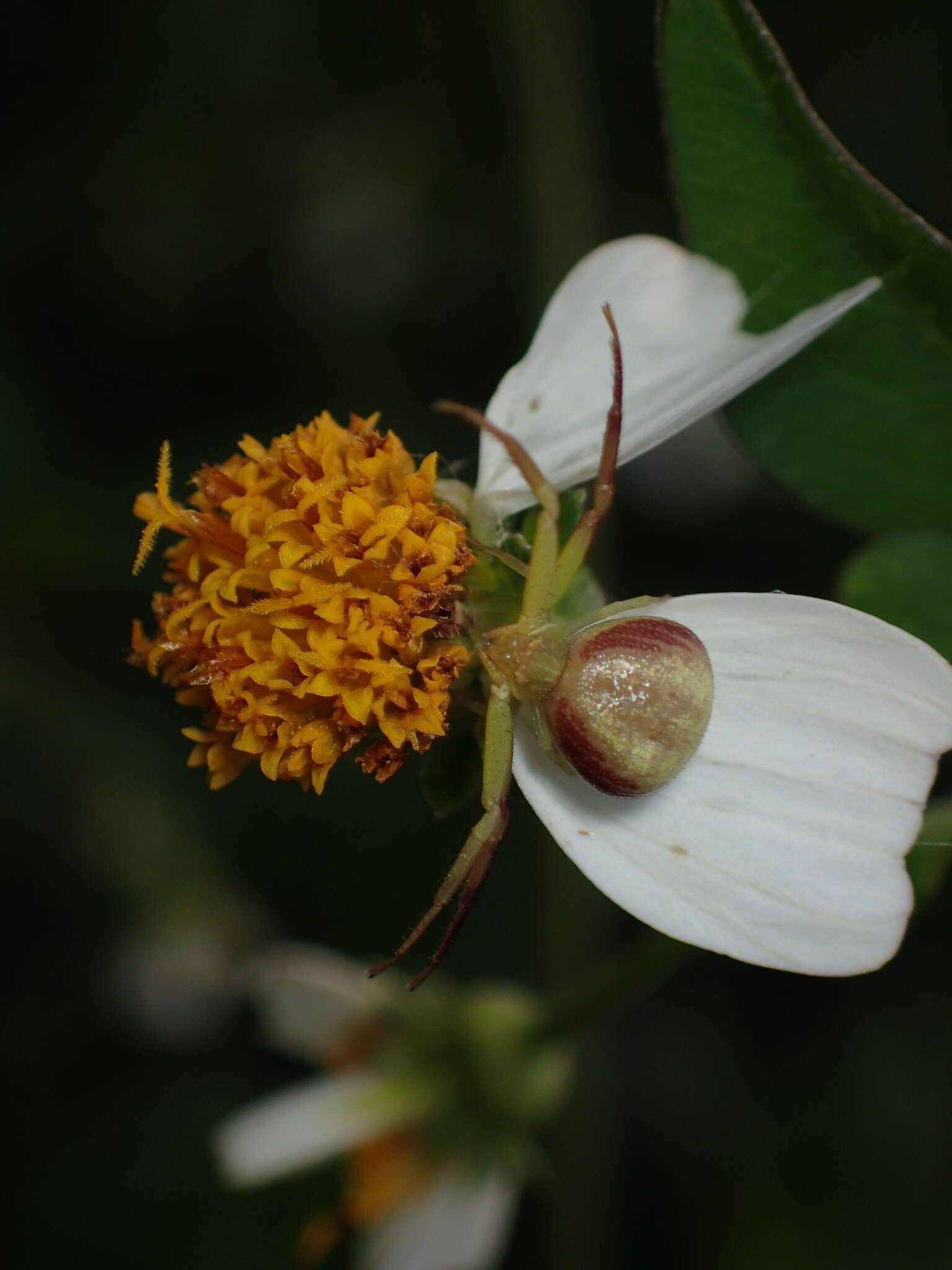 Sivun Ebrechtella pseudovatia (Schenkel 1936) kuva