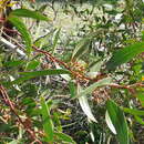 Image of Eucalyptus oleosa subsp. ampliata L. A. S. Johnson Lf K. D. Hill