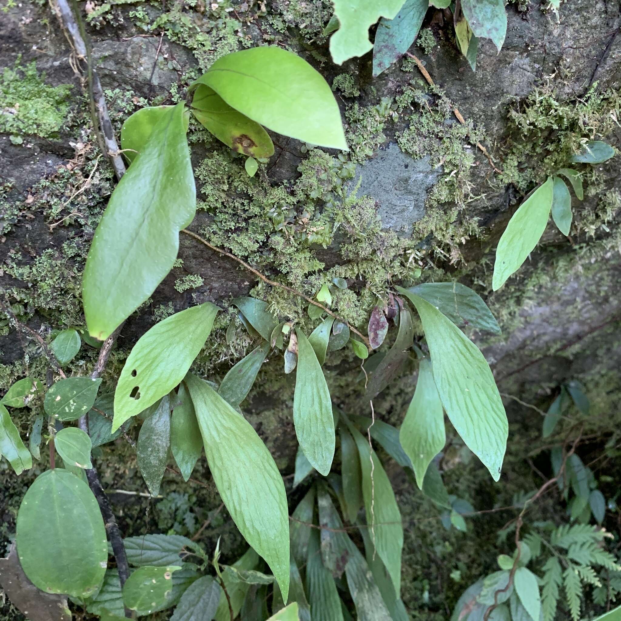 Image of Antrophyum formosanum Hieron.