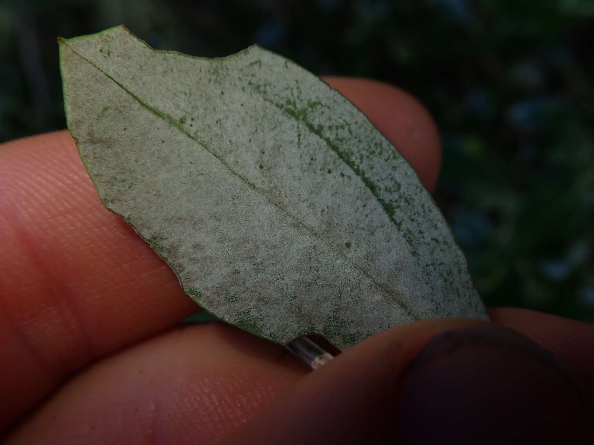 Image of Olearia telmatica Heenan & de Lange