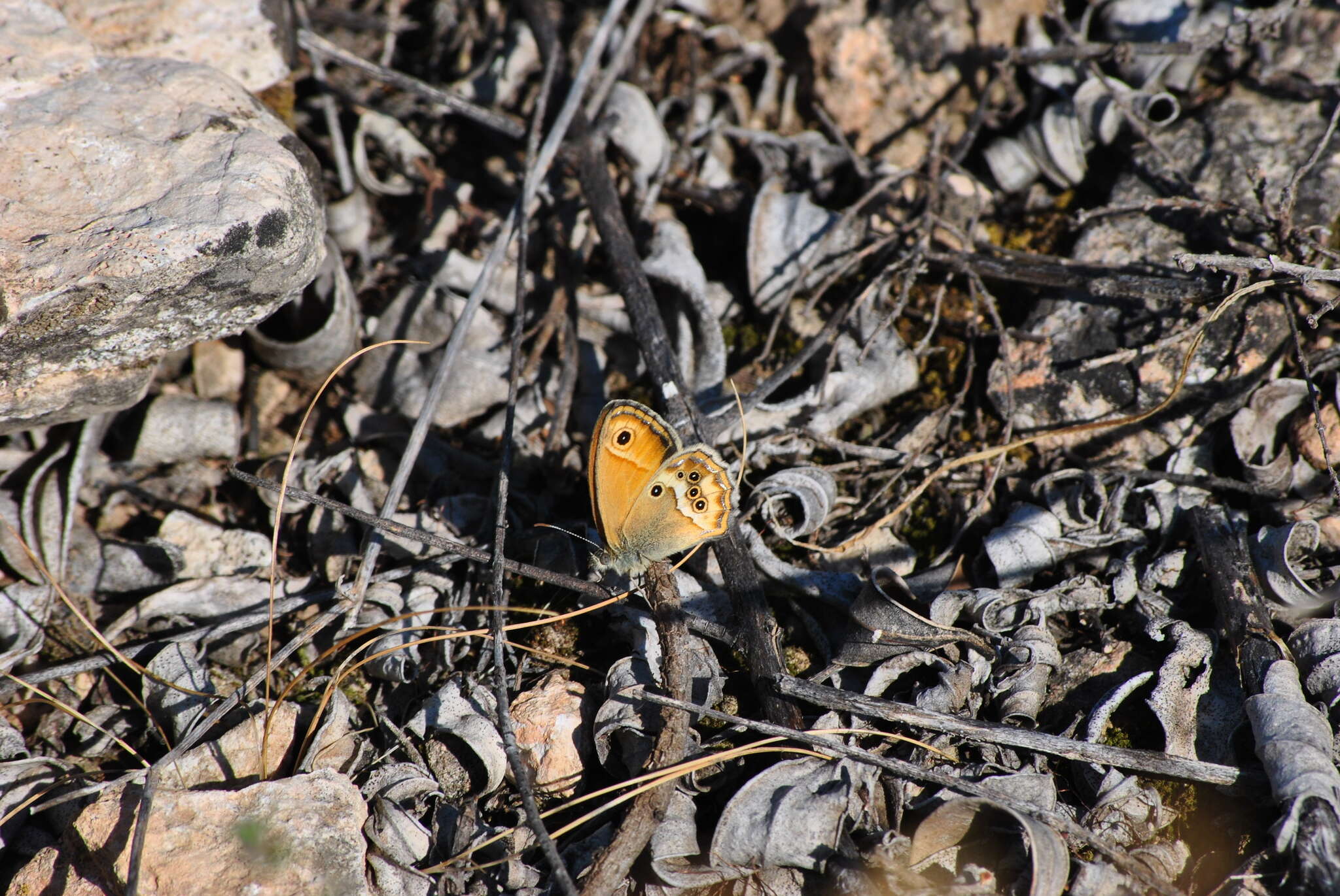 Image of Coenonympha dorus Esper 1782