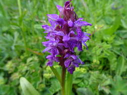 Imagem de Dactylorhiza umbrosa (Kar. & Kir.) Nevski