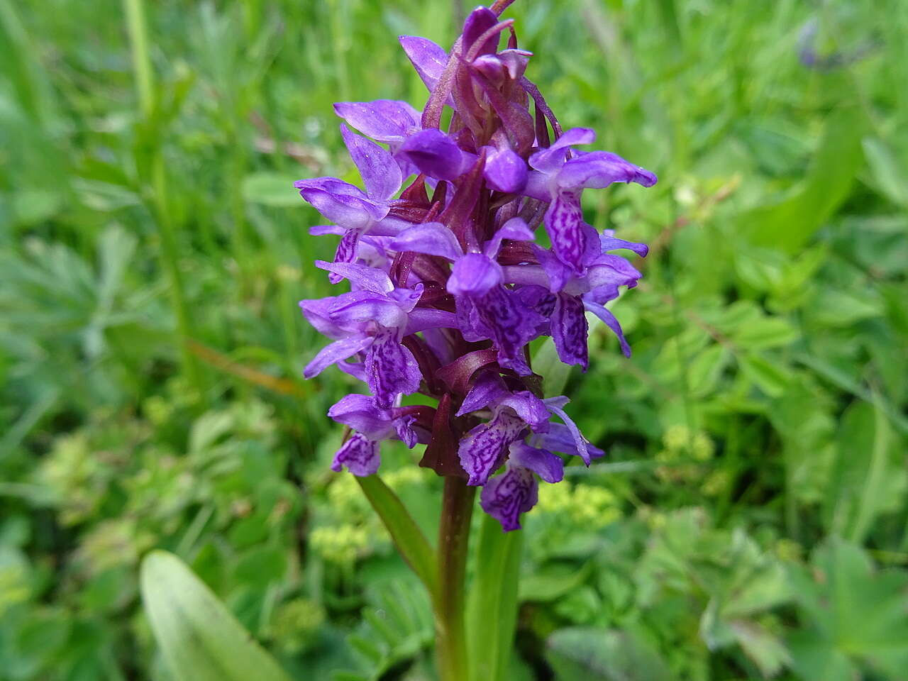 Image of Dactylorhiza umbrosa (Kar. & Kir.) Nevski