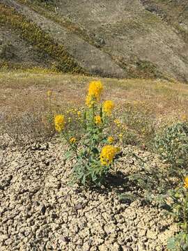 Image of golden spiderflower