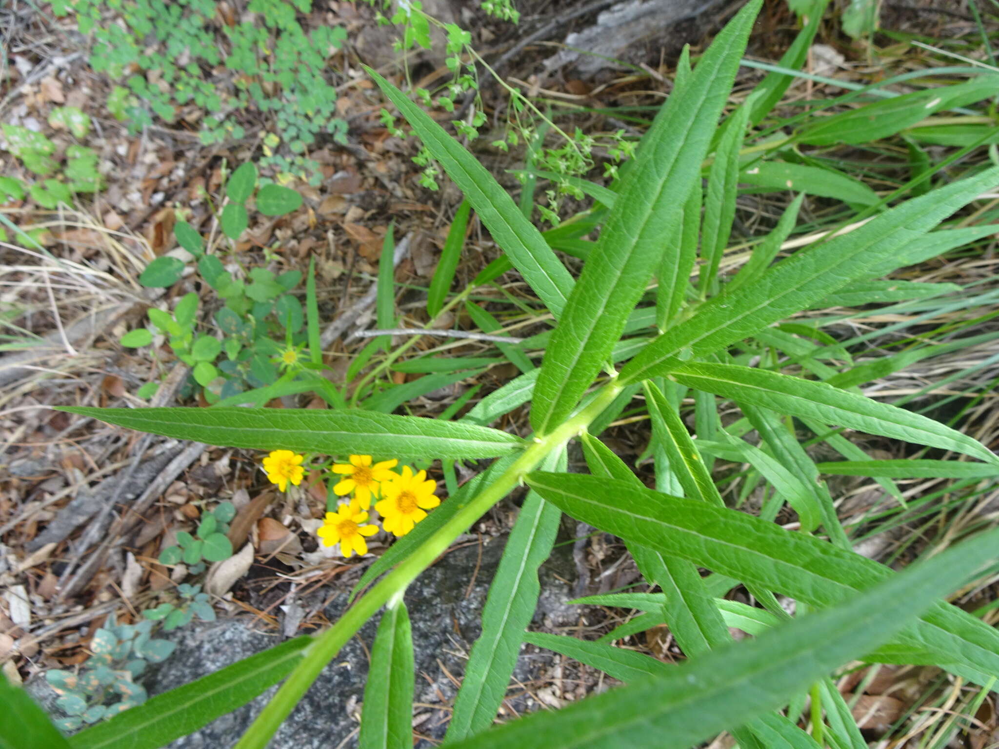 Sivun Verbesina longifolia (A. Gray) A. Gray kuva