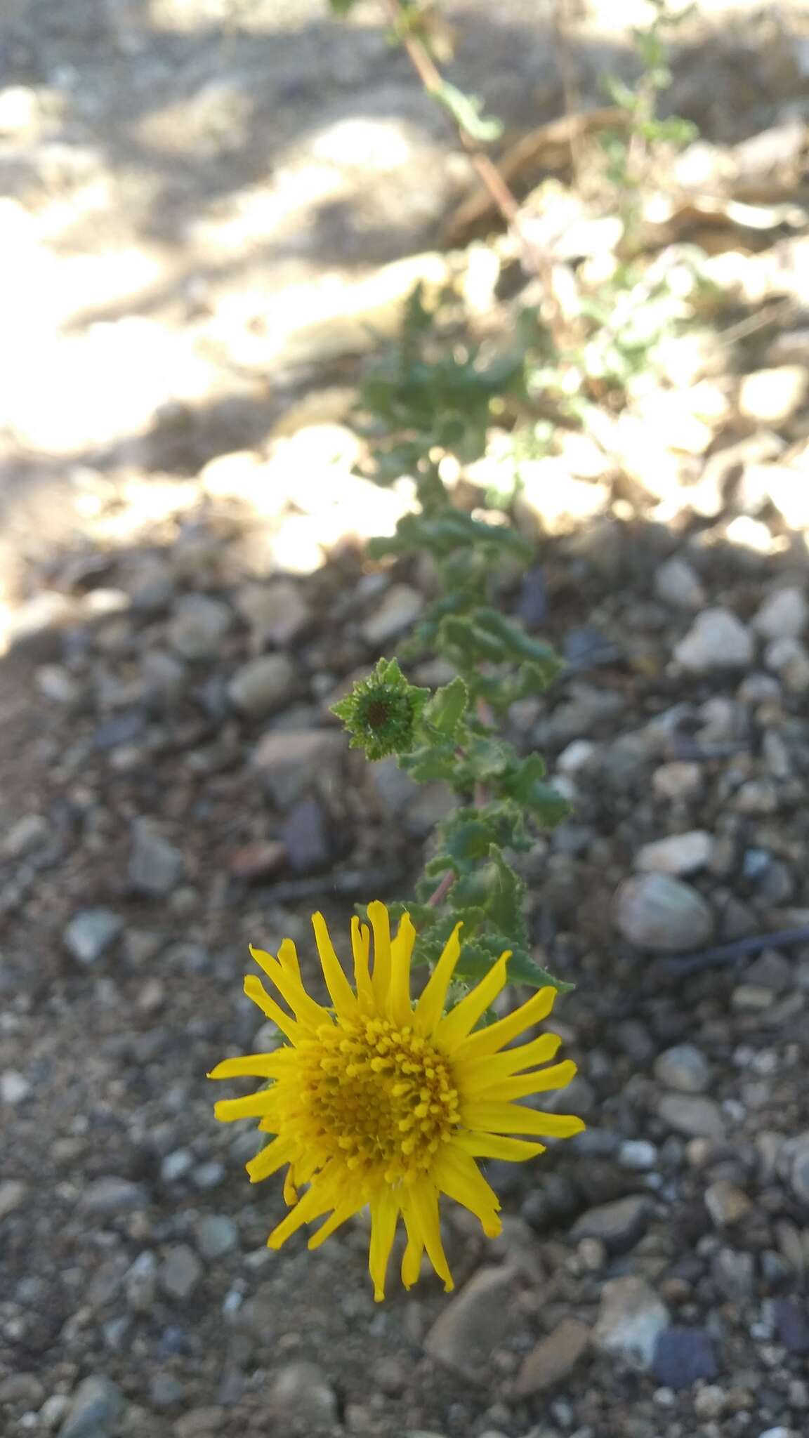 Image of Grindelia inuloides Willd.