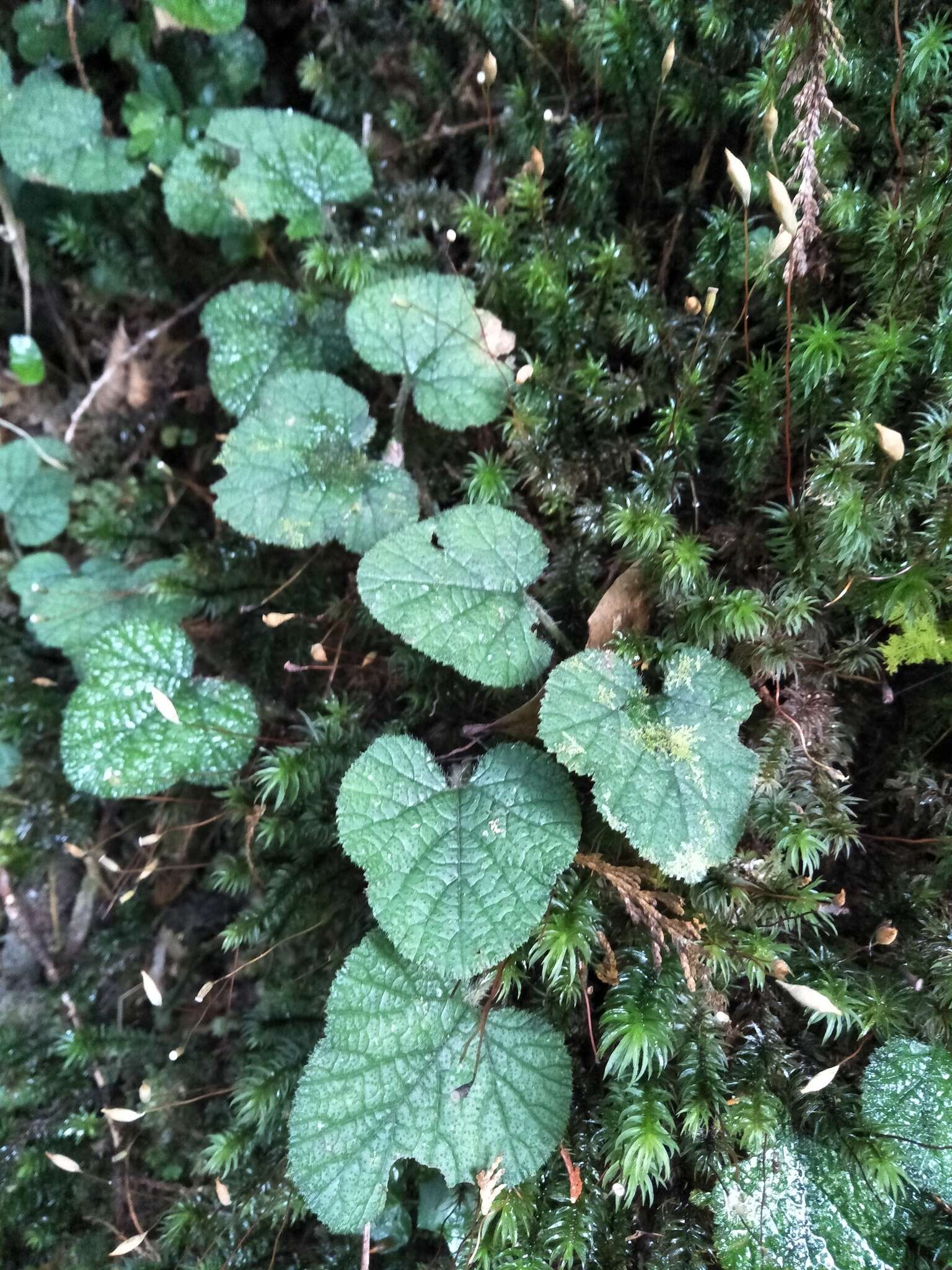 Image of Rubus pectinellus Maxim.