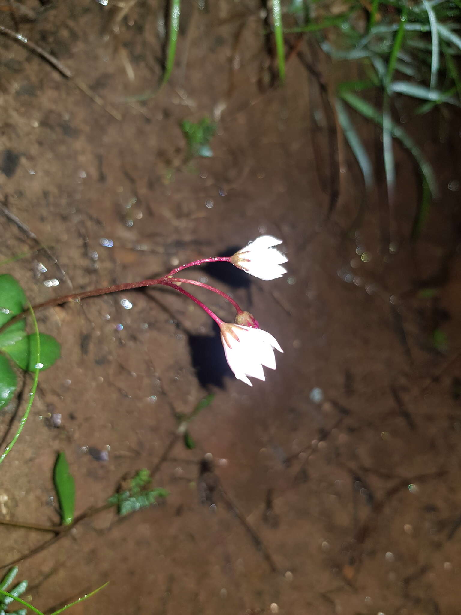 Image of Crassula capensis (L.) Baill.