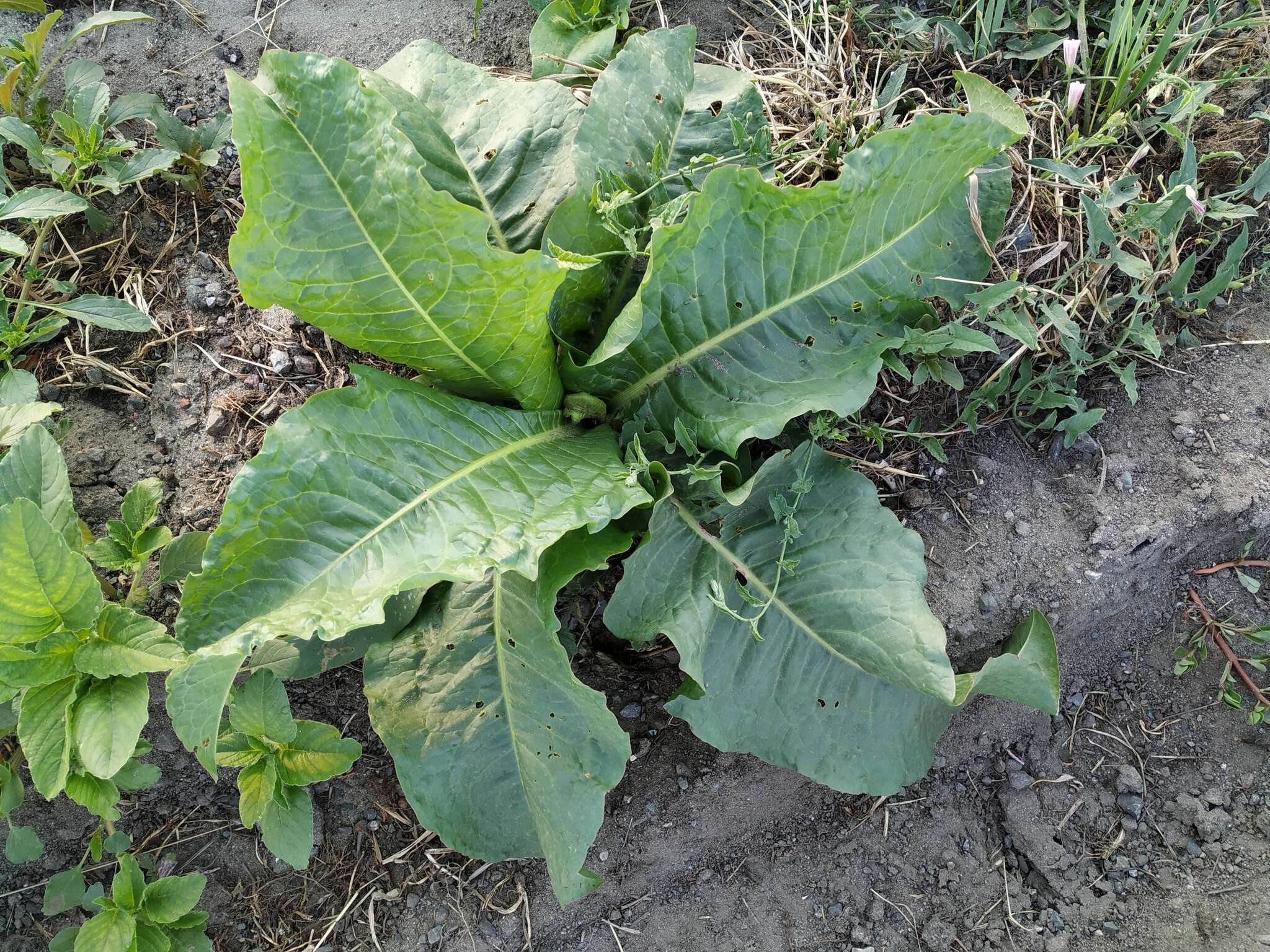 Image of Rumex patientia subsp. orientalis Danser