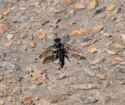 Image of Miltinus viduatus (Westwood 1835)