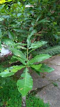 Imagem de Quercus serrata subsp. serrata