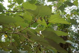 Plancia ëd Mallotus paniculatus (Lam.) Müll. Arg.