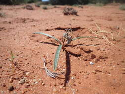 Image of Ledebouria apertiflora (Baker) Jessop