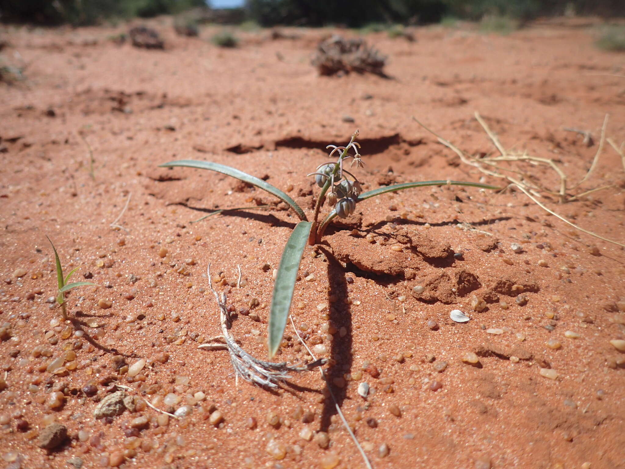 Image of Ledebouria apertiflora (Baker) Jessop