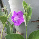 Image of Ruellia jimulcensis J. A. Villarreal Q.