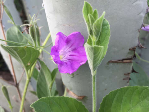 Image de Ruellia jimulcensis J. A. Villarreal Q.