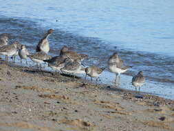 Image of Nordmann's Greenshank