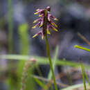 Image of Genoplesium bishopii D. L. Jones