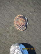 Image of New Zealand scallop