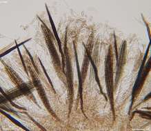 Image of Trichoglossum variabile (E. J. Durand) Nannf. 1942