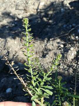 Image of Lepidium ecklonii Schrad.