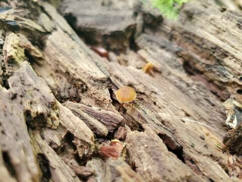 Image of Galerina triscopa (Fr.) Kühner 1935