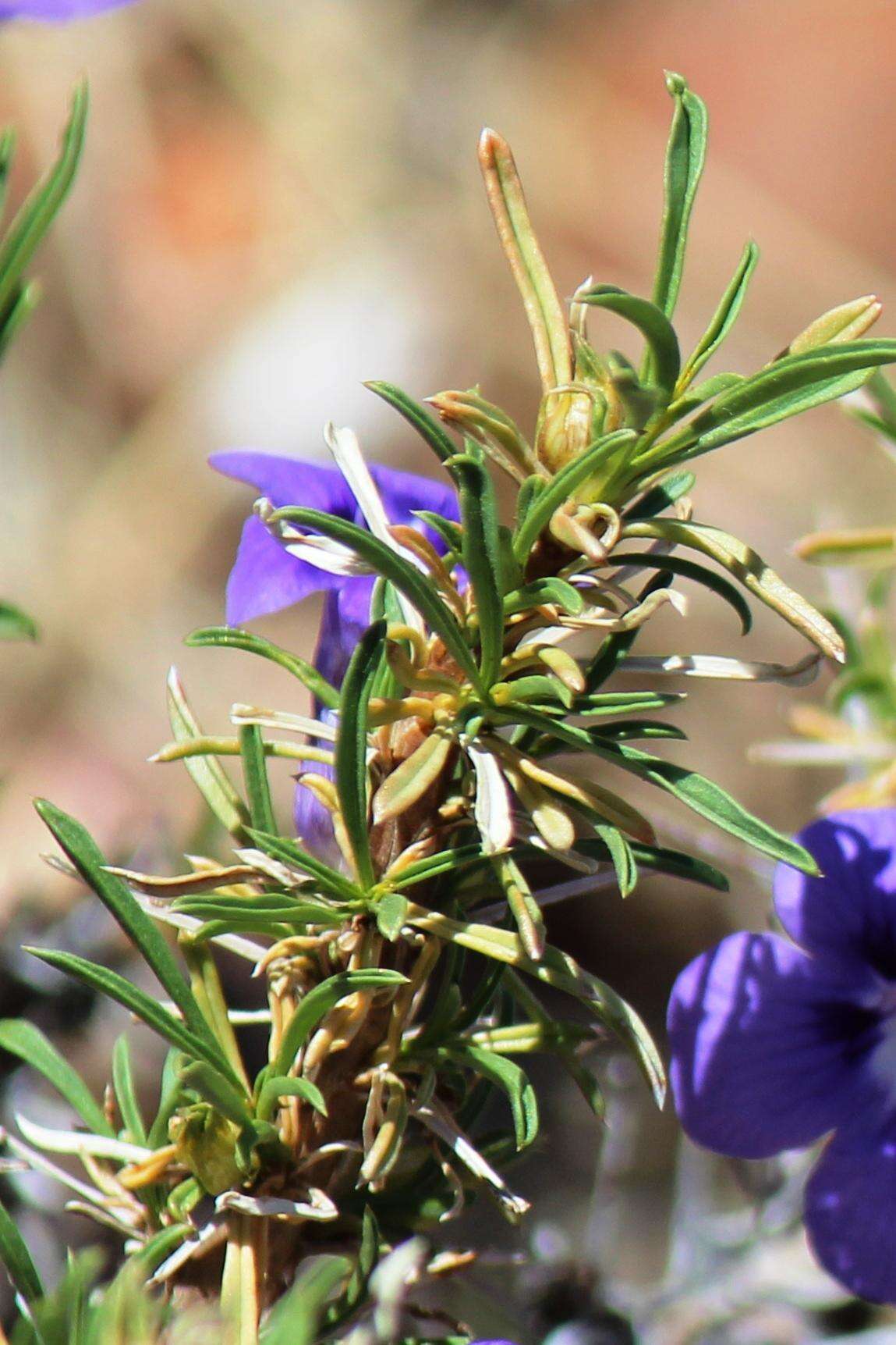 Aptosimum spinescens (Thunb.) Weber resmi