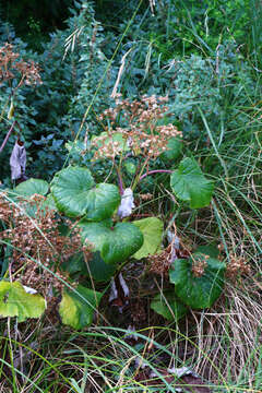 Plancia ëd Pericallis malvifolia (L'Hér.) B. Nord.