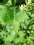 Image of great Indian plantain