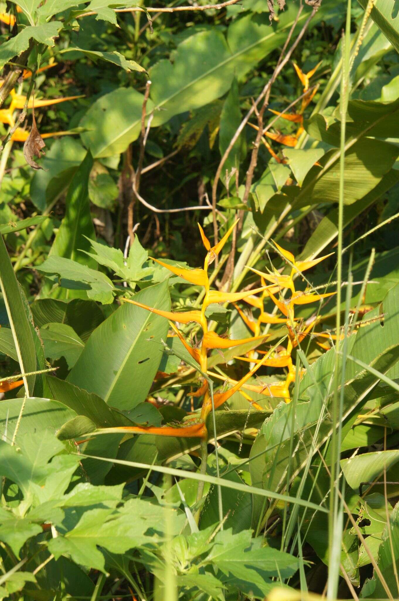 Plancia ëd Heliconia latispatha Benth.