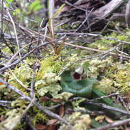 Image de Corybas oblongus (Hook. fil.) Rchb. fil.