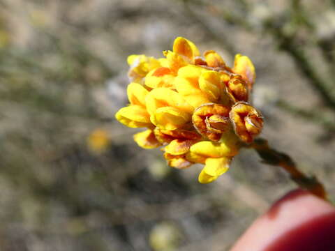 صورة Aspalathus quinquefolia subsp. quinquefolia