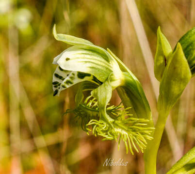 Bipinnula fimbriata (Poepp.) I. M. Johnst. resmi