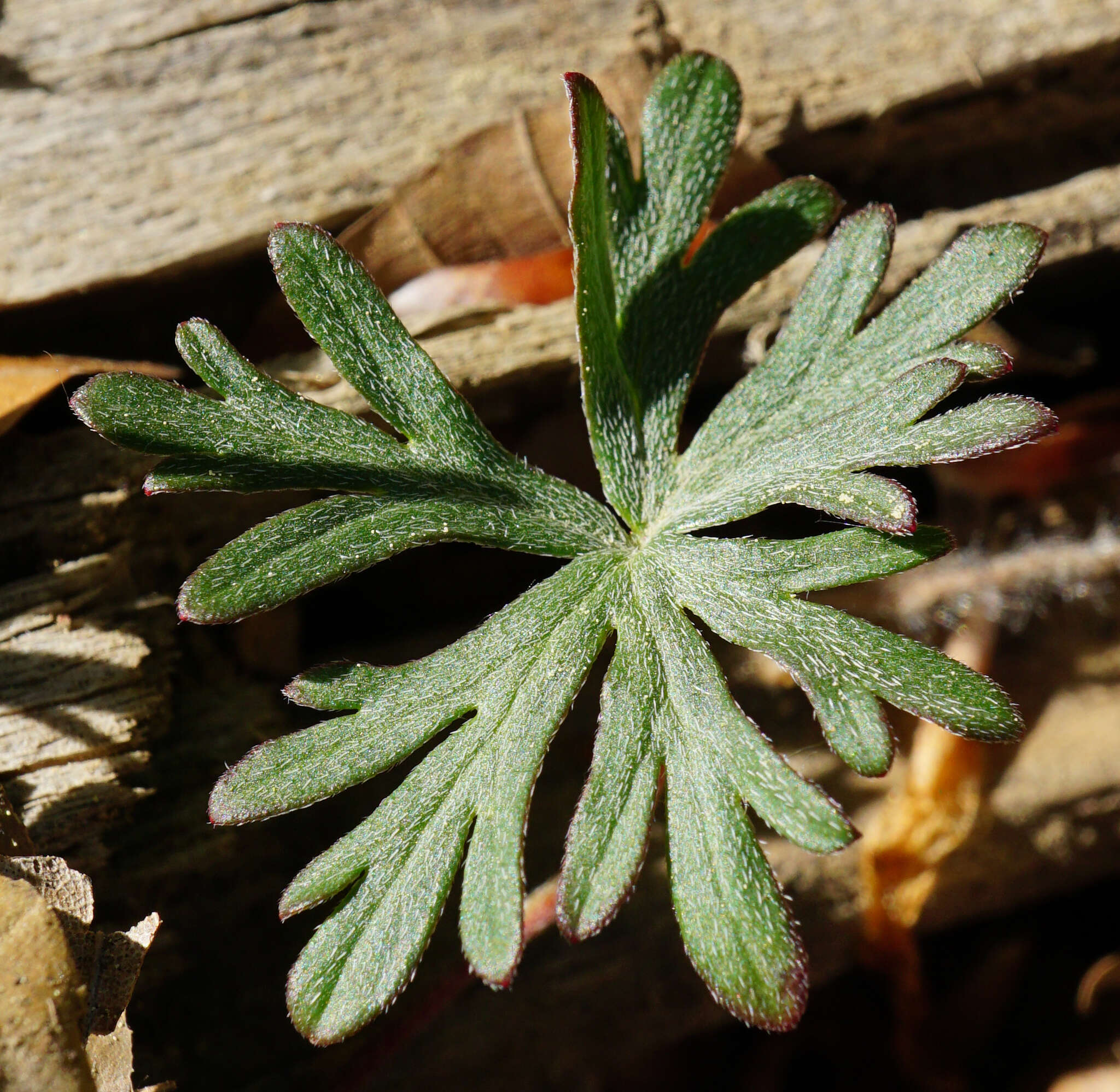 Image of Dove's-foot