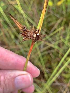 Image of Baldwin's Nut-Rush