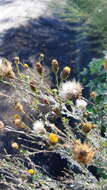 Image of poreleaf dogweed