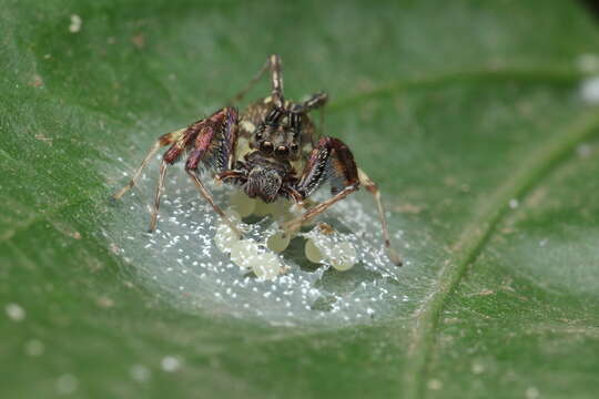 Brettus cingulatus Thorell 1895的圖片