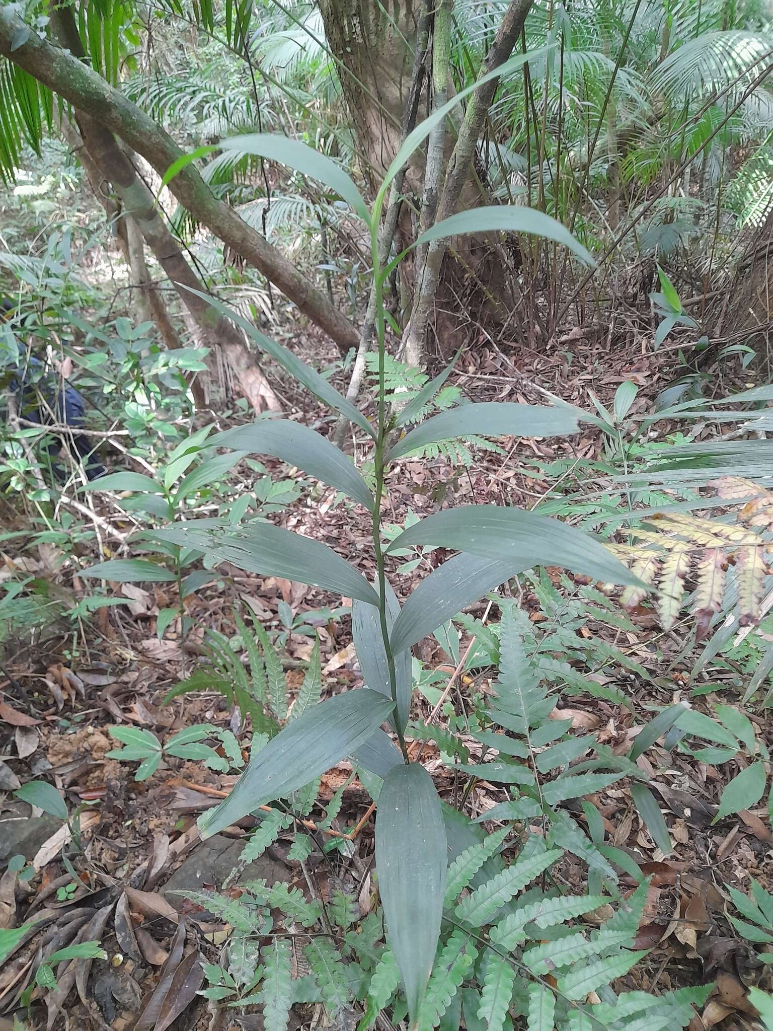 Image of Tropidia curculigoides Lindl.