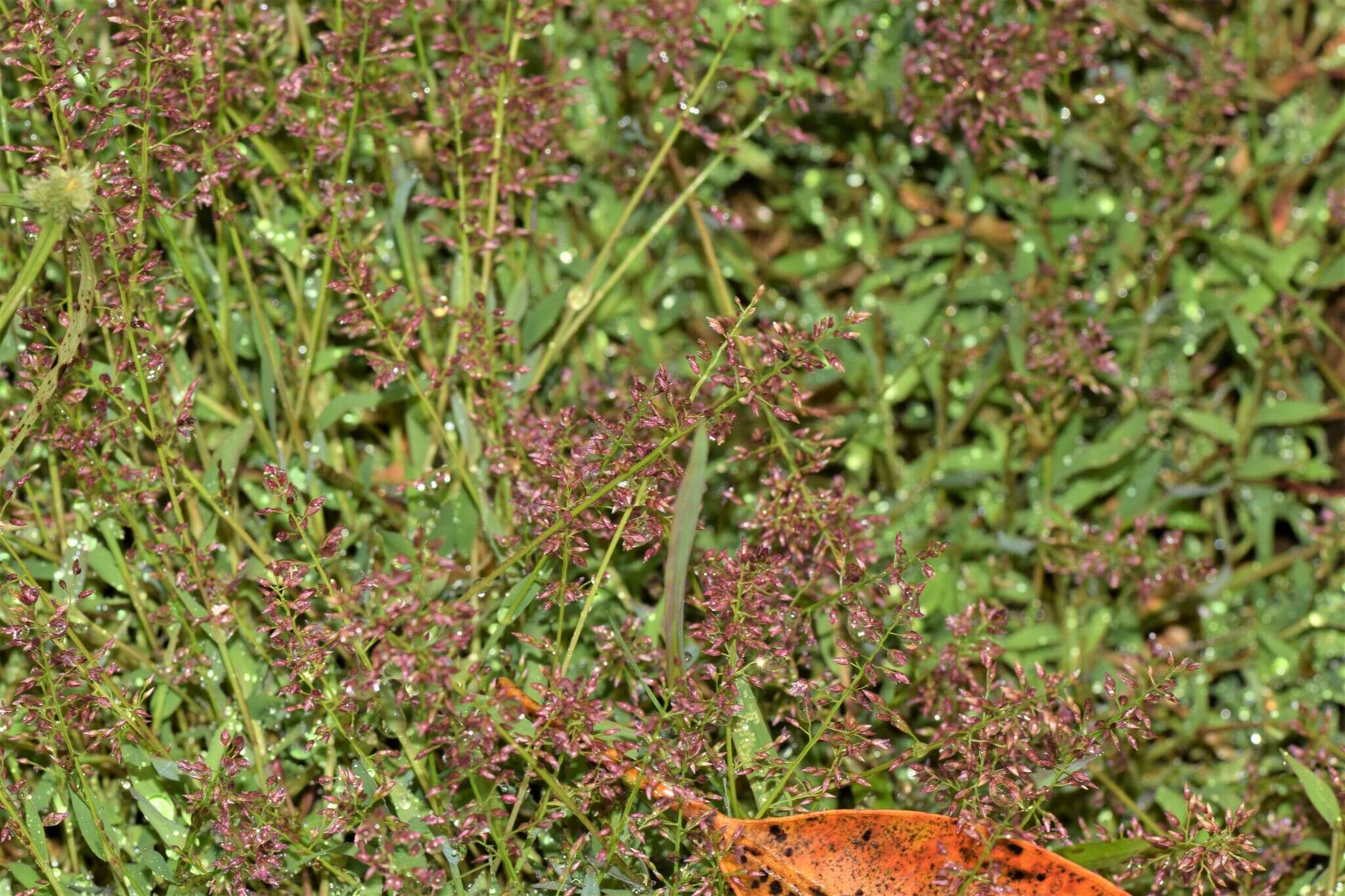 Image of Coelachne africana Pilg.