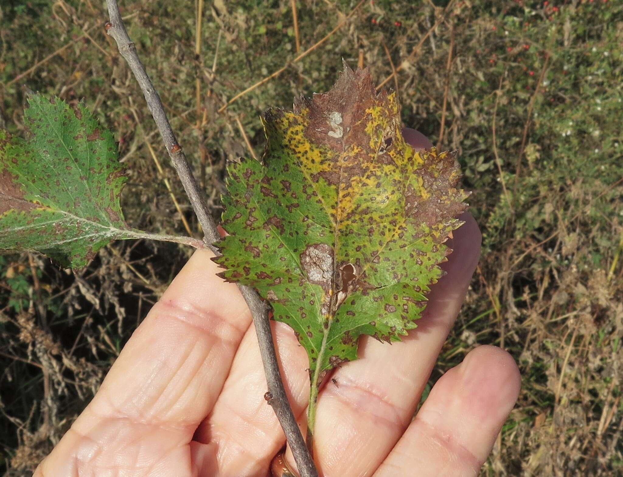 Plancia ëd Crataegus viridis var. glabriuscula (Sarg.) J. B. Phipps