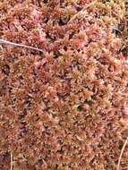 Sphagnum bartlettianum Warnstorf 1911的圖片