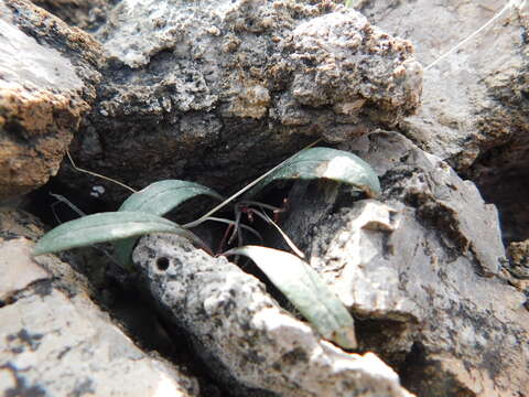 Claytonia panamintensis Stoughton resmi