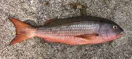 Image of Mullet snapper