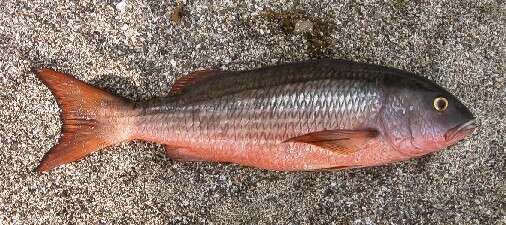 Image of Mullet snapper