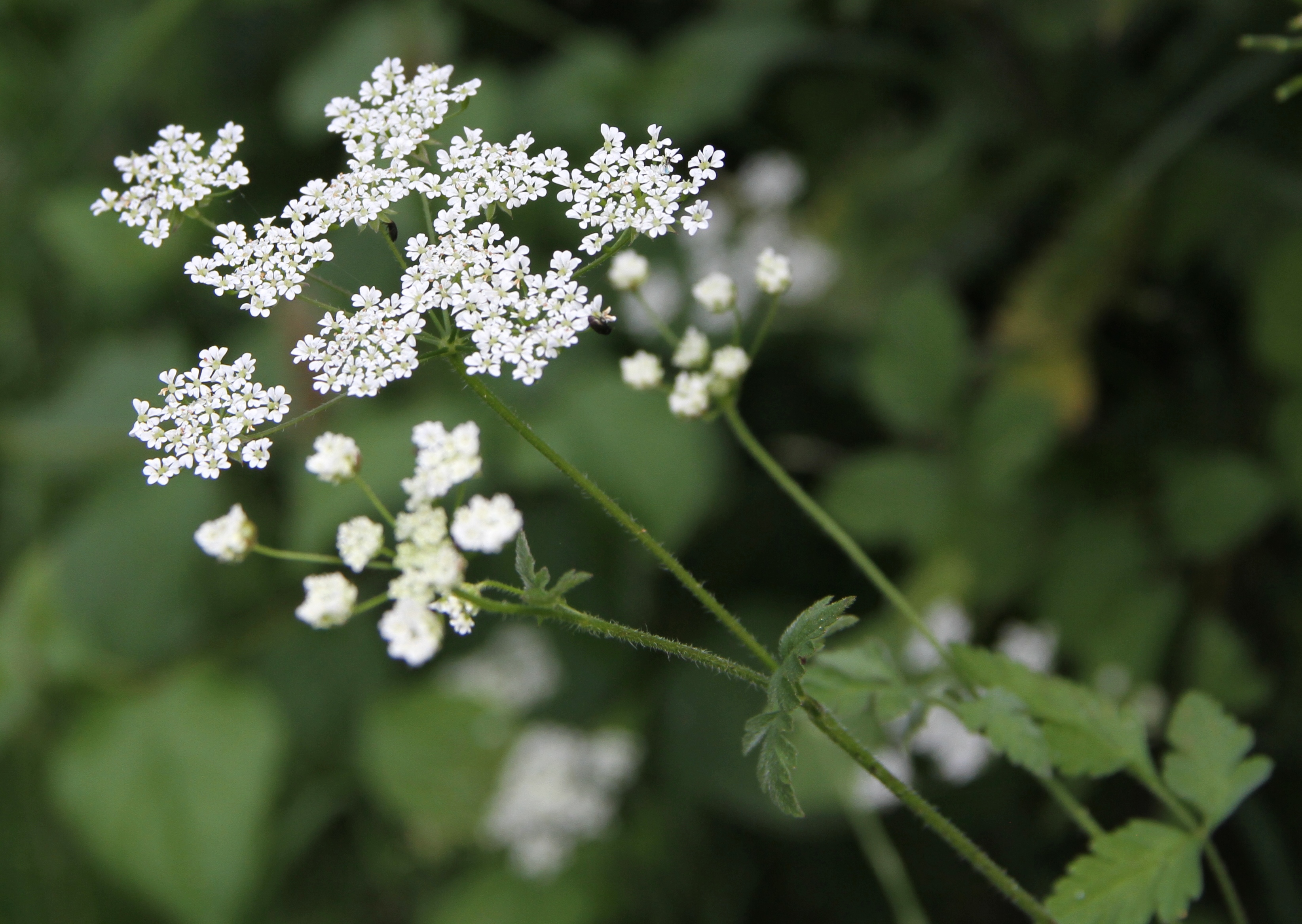 Chaerophyllum temulum (rights holder: Wildlife in a Dorset garden.)