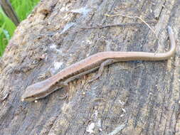 Image of Elgaria multicarinata multicarinata (Blainville 1835)